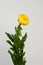 Yellow helichrysum Straw flower bloomingÂ on white background